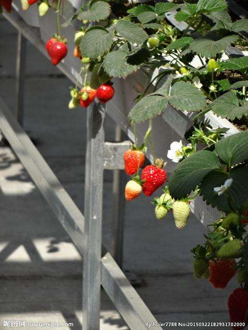 家庭盆栽草莓怎么管理的3个方法