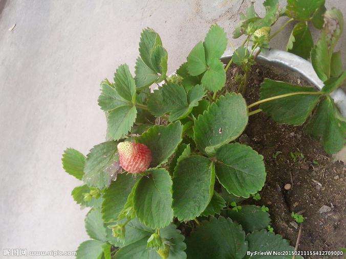 盆栽草莓怎么种植的3个技术