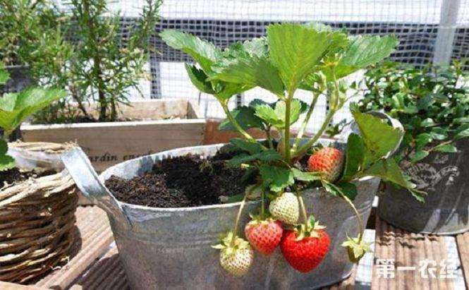 盆栽草莓怎么后期养护的3个方法