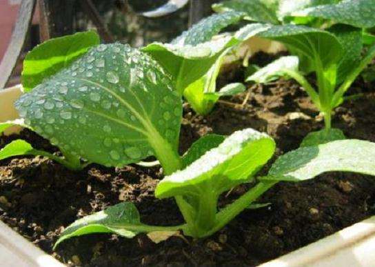 壳寡糖对盆栽小白菜生长和品质的影响