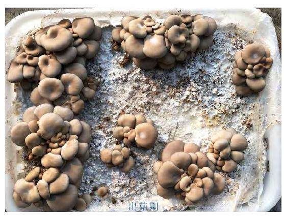 不同水平黄腐酸处理对盆栽平菇生长的影响