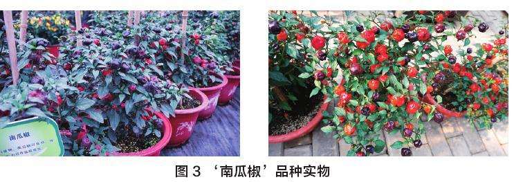 盆栽观赏椒的品种有哪些 图片