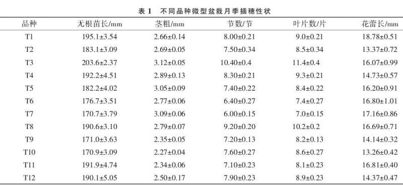 不同品种微型盆栽月季生根比较试验