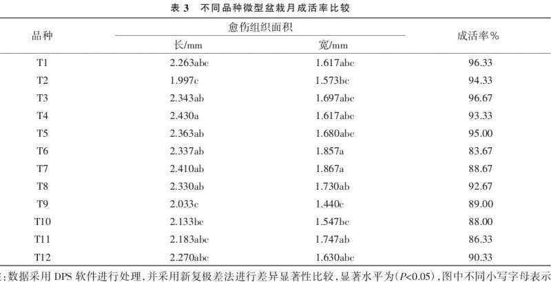 不同品种微型盆栽月季生根比较试验