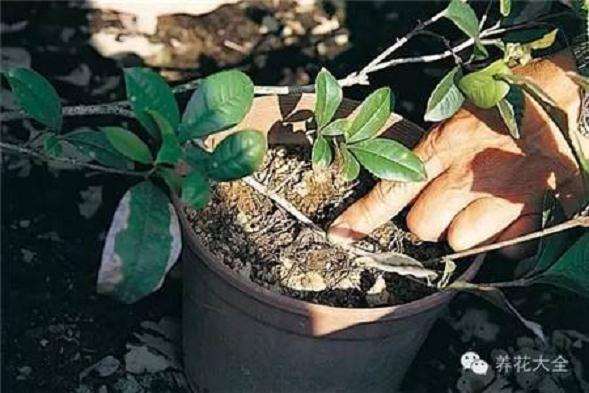 盆栽花卉怎么冬季养护的3个方法 