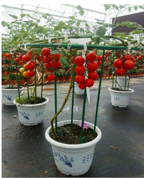 盆栽基质番茄架式怎么整型修剪的方法
