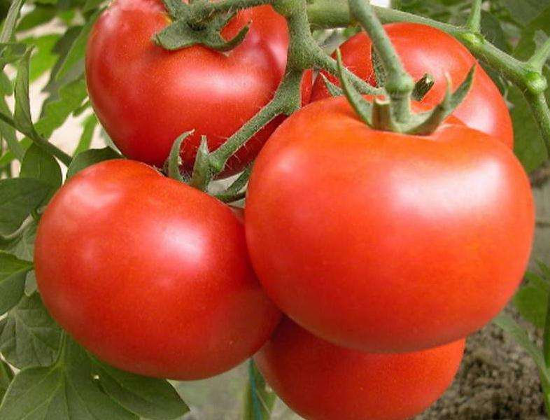盆栽基质番茄架式怎么花果管理的方法