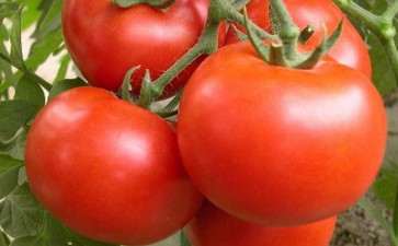 盆栽基质番茄架式怎么花果管理的方法