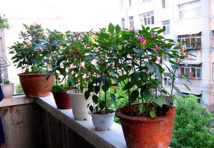 盆栽辣椒和加工番茄怎么高产培养的方法