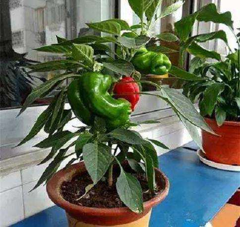盆栽辣椒和加工番茄怎么管理的方法