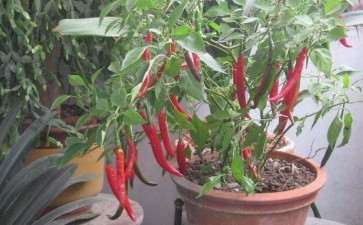 盆栽辣椒和加工番茄的营养生长