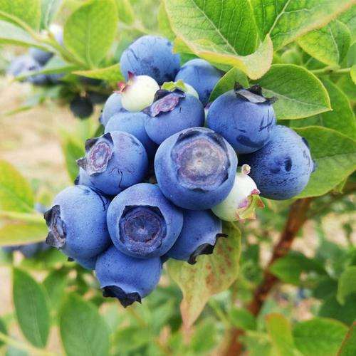 盆栽蓝莓怎么栽培的技术研究