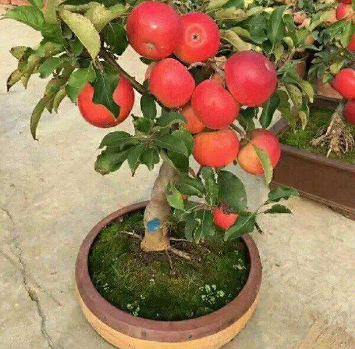 盆栽苹果一株多果的嫁接方法