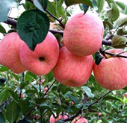 盆栽苹果怎么栽培时间和嫁接技术