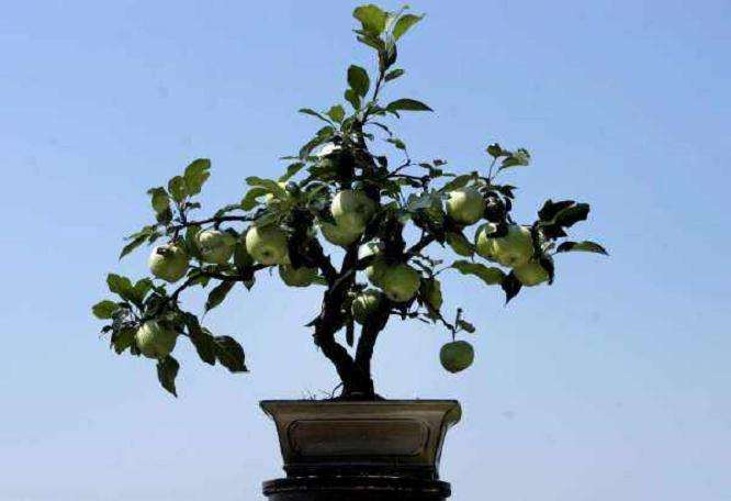 果树盆栽怎么栽植的4个方法