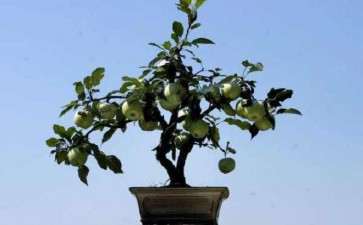 果树盆栽怎么栽植的4个方法