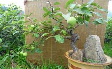 盆栽苹果砧木和品种怎么选择的2个方法