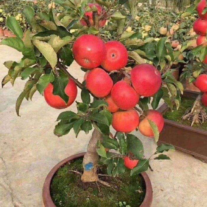 盆栽苹果常见病害怎么防治的方法