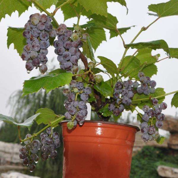 盆栽葡萄怎么品种选择的3个方法