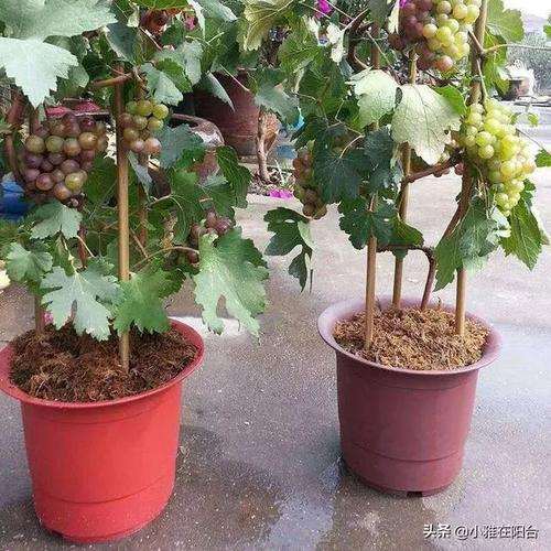 盆栽葡萄怎么幼苗栽种的3个方法