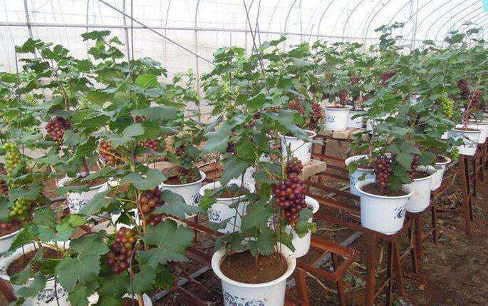 盆栽葡萄怎么施肥和病虫害防治