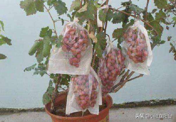 盆栽葡萄怎么栽培的3个方法