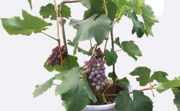 盆栽葡萄怎么肥水管理的3个方法