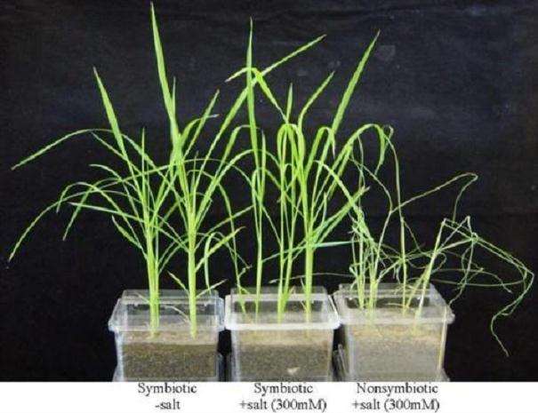 盆栽水稻对土壤汞富集特征及其影响因素