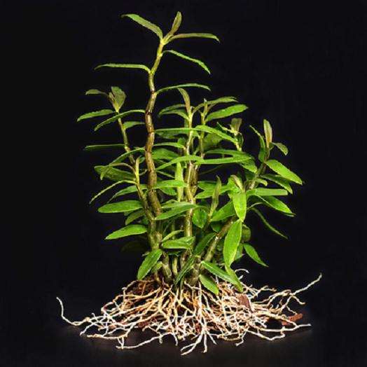 盆栽铁皮石斛生长和抗氧化生理特性动态研究
