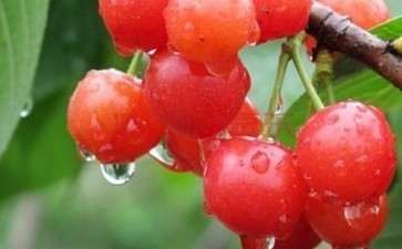 樱桃番茄盆栽怎么种植管理的方法