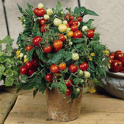 家庭盆栽樱桃番茄的8个小提示