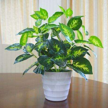 盆栽植物对室内甲醛的净化效果