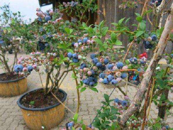 基质与基肥对盆栽蓝莓生长的影响