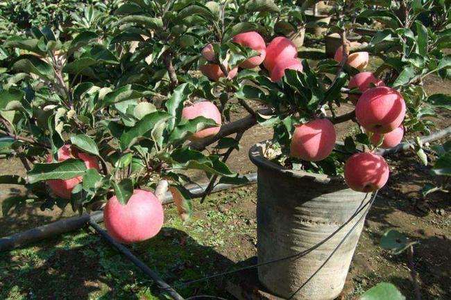 苹果盆栽的花盆怎么选择及处理