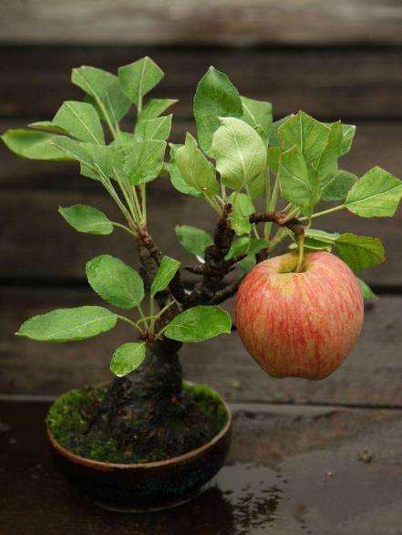 苹果盆栽怎么造型的2个方法