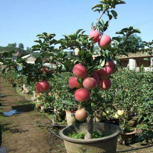 盆栽苹果怎么疏花疏果的方法