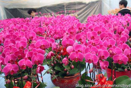 青州市盆栽花卉产业的发展历程
