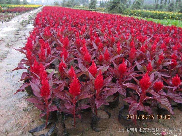 青州市盆栽花卉产业发展的4个劣势