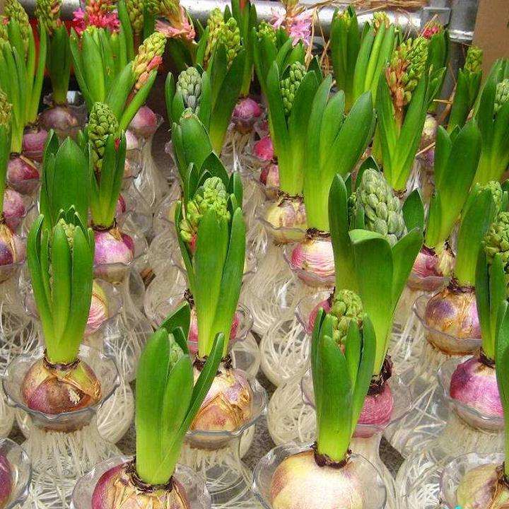 荷兰盆栽花卉产业发展的3个经验