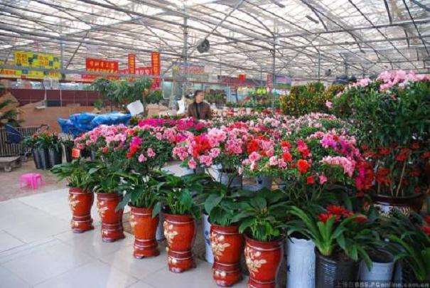 2019年10月郑州花卉销量不如去年同期