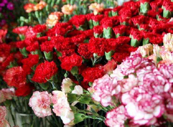 2019年11月云南花卉价格大幅上涨