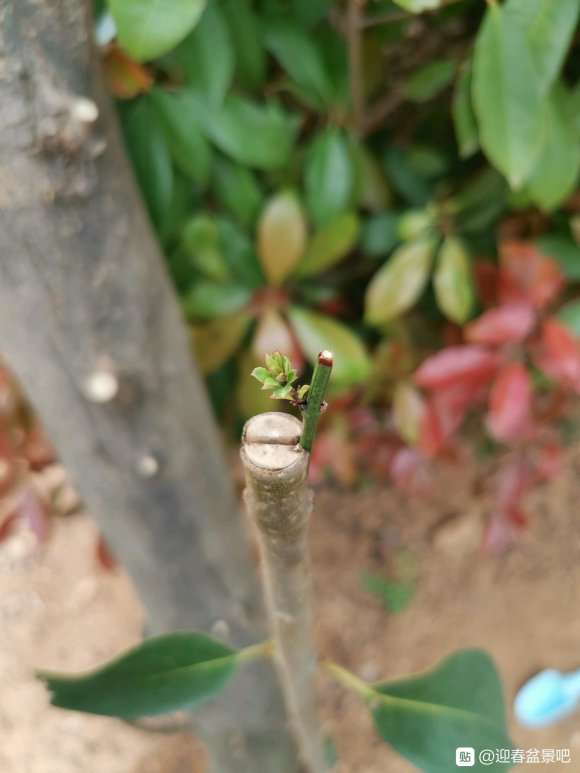 女贞下山桩嫁接迎春