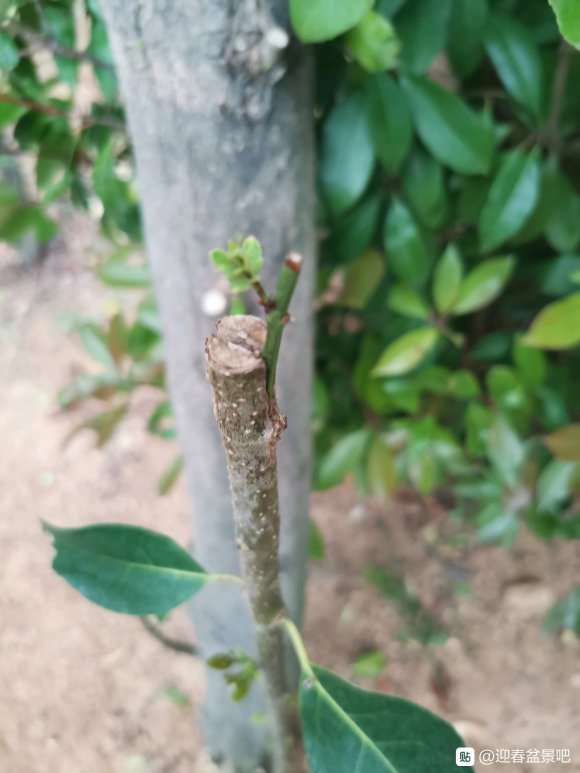 女贞下山桩嫁接迎春