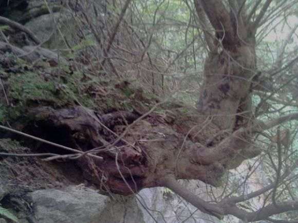 红豆杉下山桩 重约三百斤 怎么样