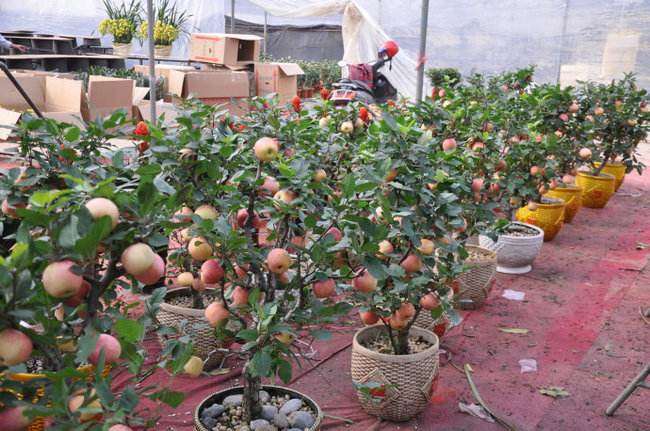 盆栽苹果根系修剪在生产实践中的应用