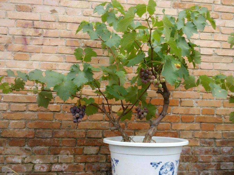 葡萄树桩盆栽怎么上盆的3个方法