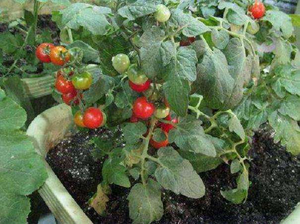 樱桃番茄盆栽怎么培育矮化壮苗的3个方法