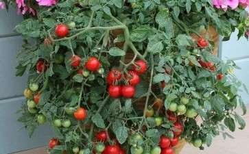 番茄盆栽怎么定植入盆的3个方法