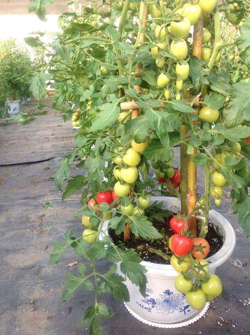 番茄盆栽定植后怎么管理的4个方法
