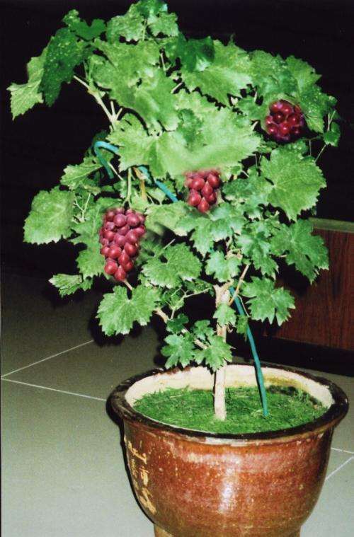 葡萄盆栽怎么肥水管理的方法